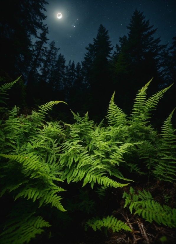 Online Pics To Video Maker, Sky, Plant, Moon, Nature, Branch