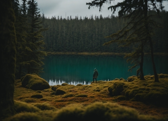 Owl Pictures, Water, Plant, Sky, Tree, Larch