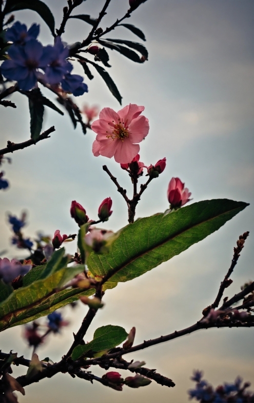 Paint And Sip, Flower, Sky, Plant, Branch, Petal