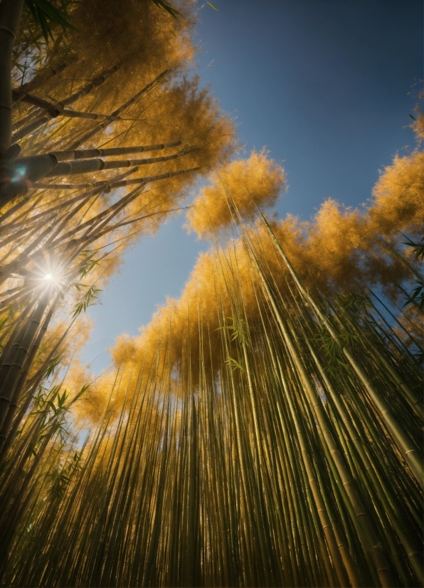 Photo Booth Windows, Sky, Plant, Natural Landscape, Cloud, Sunlight