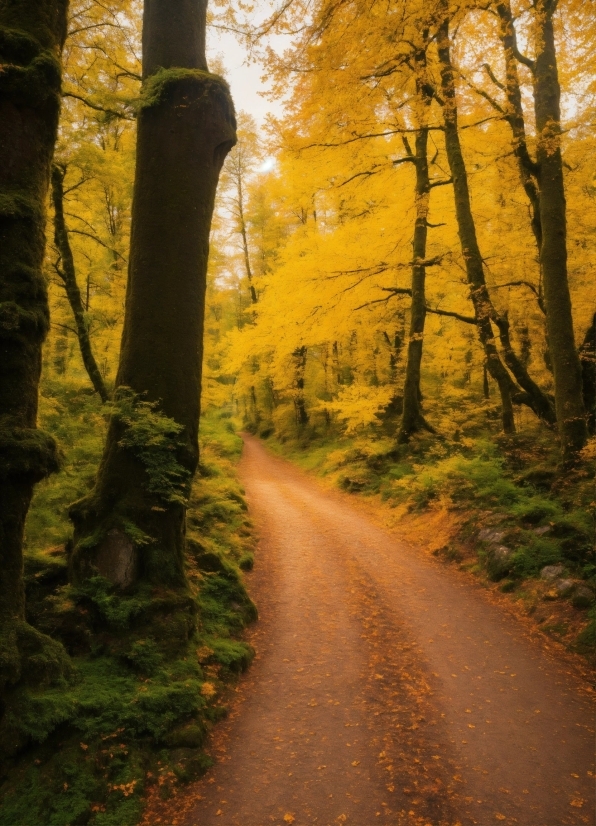 Photo Collage Photoshop, Brown, Plant, Wood, Natural Landscape, Road Surface