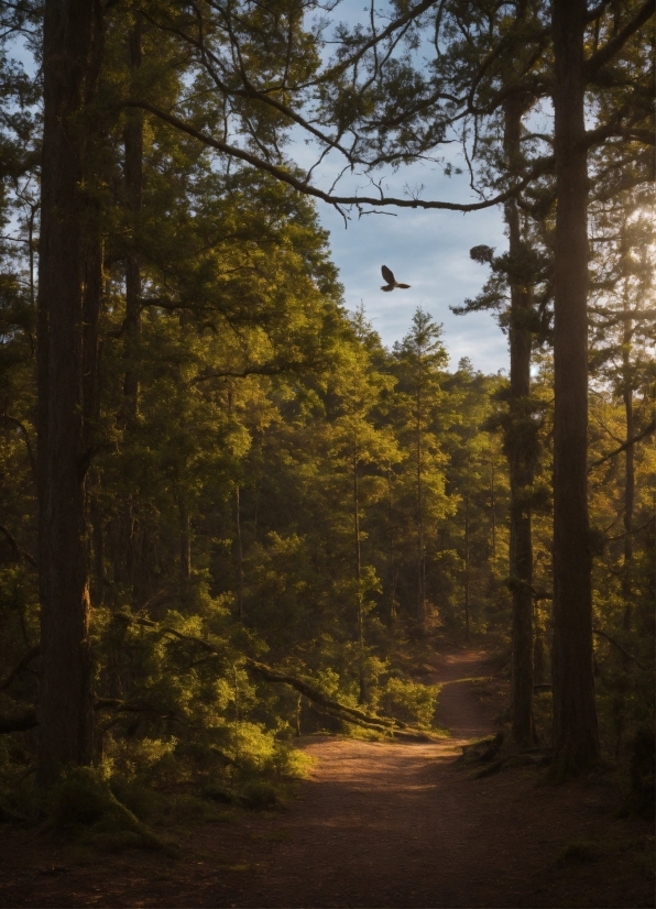 Photo Enhancer Pc, Plant, Sky, Ecoregion, Natural Landscape, Wood