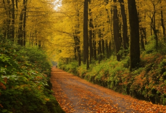 Picture Filters, Plant, Wood, Natural Landscape, Trunk, Tree