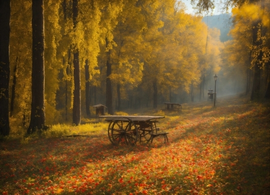 Plant, Atmosphere, Wheel, People In Nature, Wood, Natural Landscape