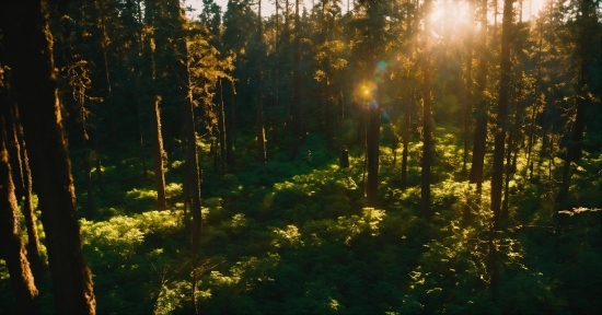 Plant Community, Plant, Ecoregion, Natural Landscape, Sky, Wood