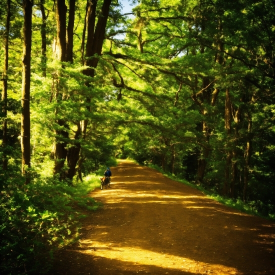 Plant, Ecoregion, Tree, Wood, Shade, Trunk