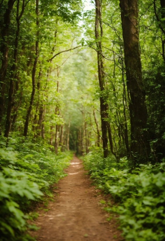 Plant, Ecoregion, Wood, Natural Landscape, Branch, Terrestrial Plant