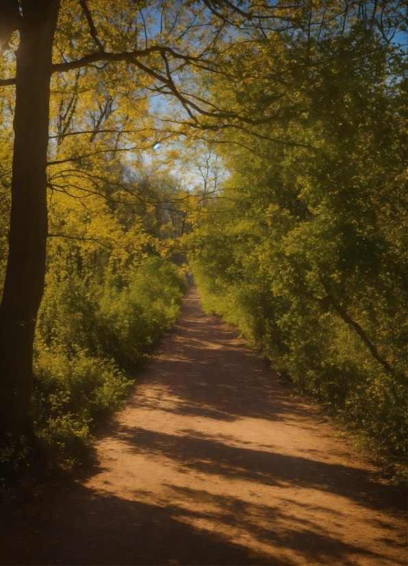 Plant, Natural Landscape, Wood, Road Surface, Shade, Twig