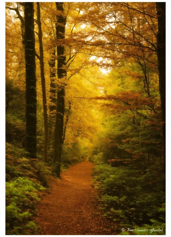 Plant, People In Nature, Natural Landscape, Wood, Branch, Orange