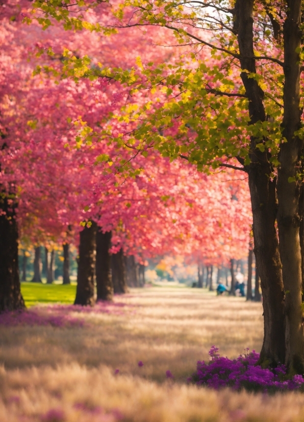 Plant, People In Nature, Tree, Nature, Natural Landscape, Leaf