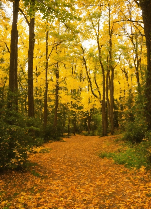 Plant, People In Nature, Wood, Natural Landscape, Tree, Trunk