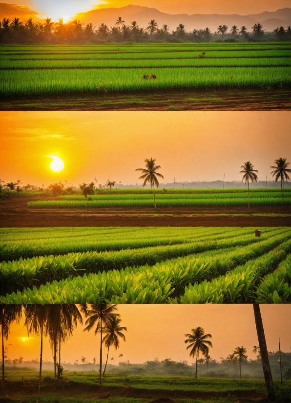 Plant, Sky, Ecoregion, Light, People In Nature, Natural Landscape