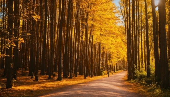 Plant, Sky, Ecoregion, People In Nature, Wood, Natural Landscape