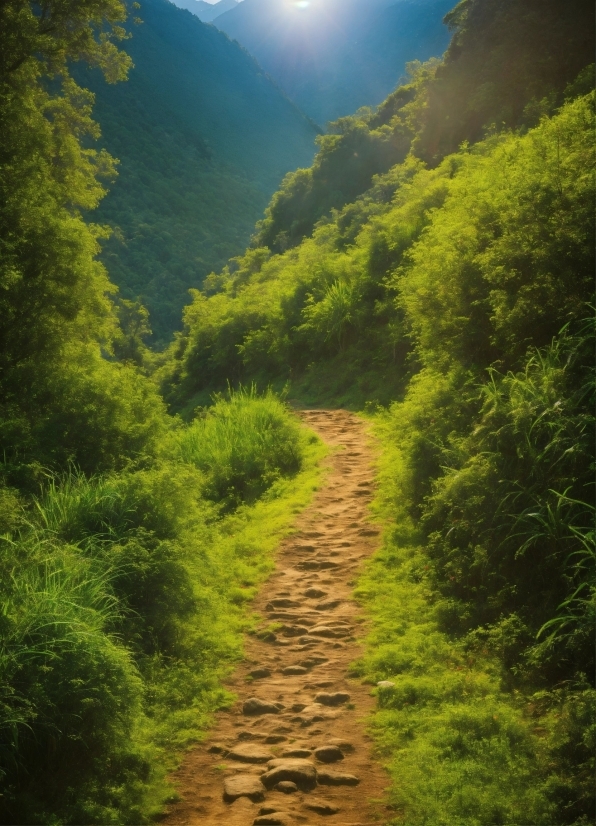 Plant, Sky, Mountain, Natural Landscape, Natural Environment, Wood