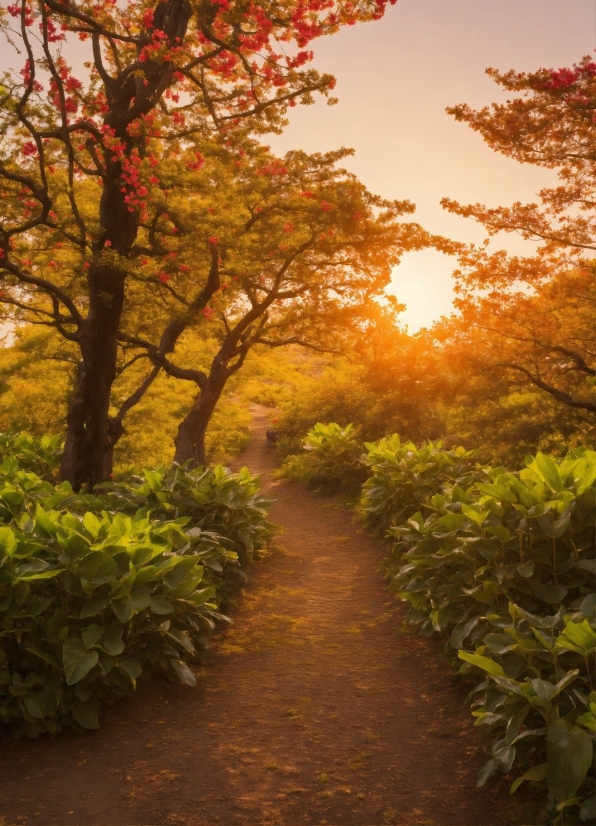 Plant, Sky, Natural Landscape, Branch, Orange, Sunlight