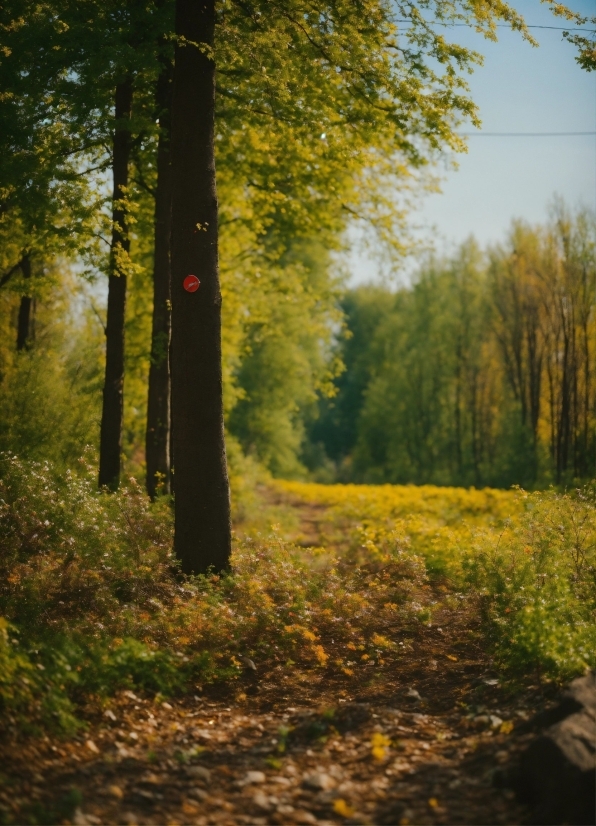 Plant, Sky, People In Nature, Branch, Wood, Natural Landscape