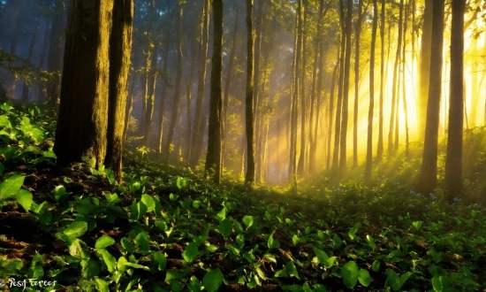 Plant, Tree, People In Nature, Natural Landscape, Terrestrial Plant, Wood