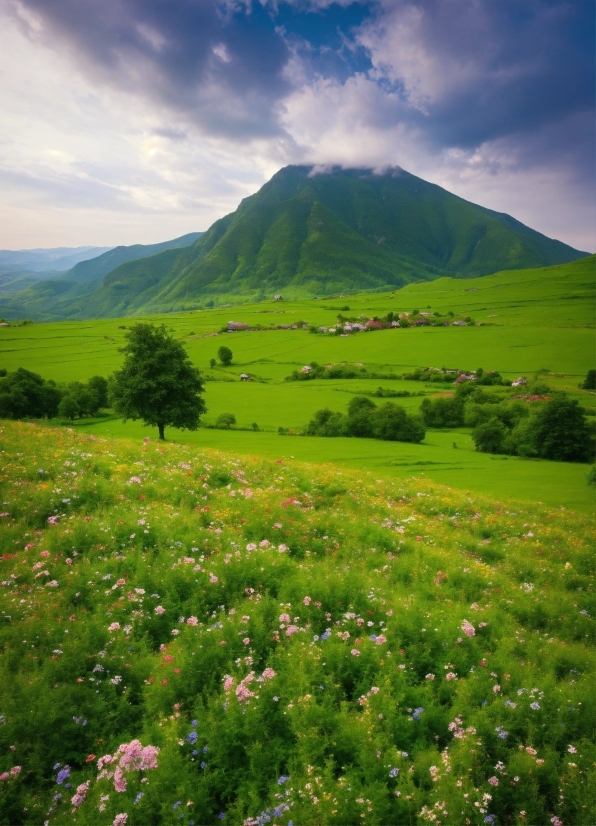 Poster Prints, Cloud, Sky, Flower, Plant, Mountain