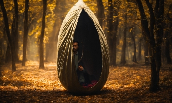 Presentation Graphic, Atmosphere, Tree, Wood, Flash Photography, People In Nature