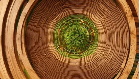 Restaurant Logo, Wood, Terrestrial Plant, Circle, Art, Symmetry