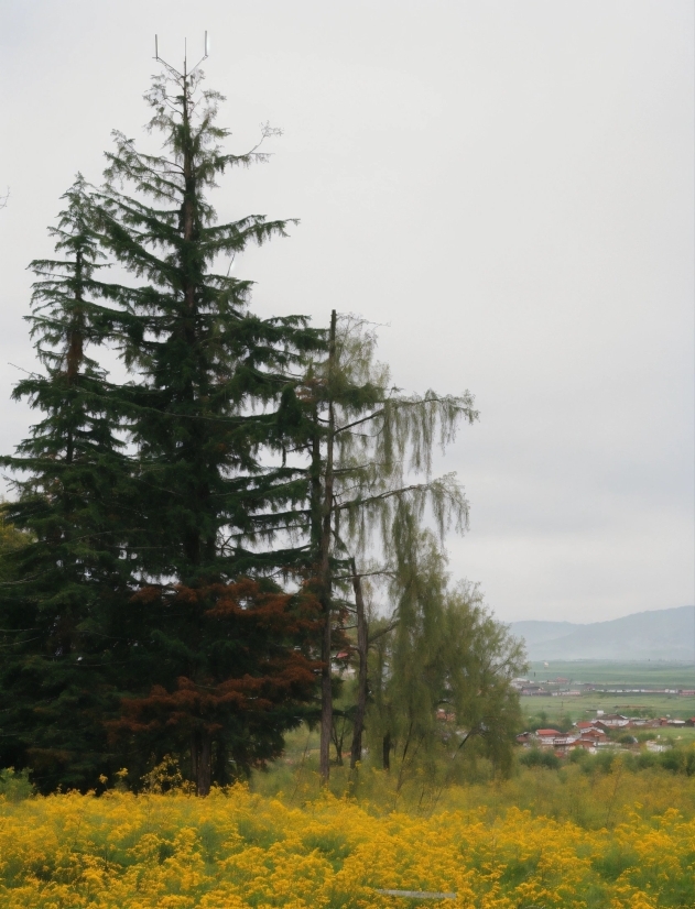 Royal Design, Flower, Plant, Sky, Natural Landscape, Tree