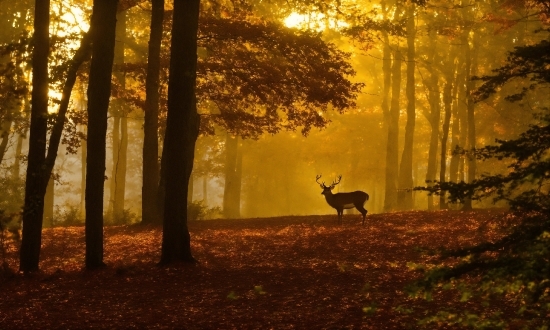 Seo Content Creator, Plant, Atmosphere, Natural Landscape, Tree, People In Nature