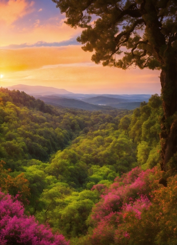 Sky, Cloud, Flower, Plant, Ecoregion, Mountain