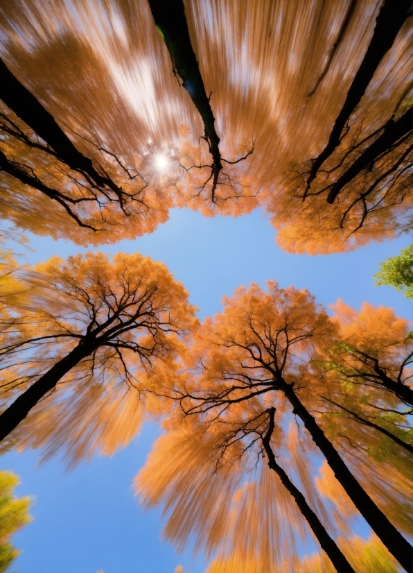 Sky, Daytime, Light, Nature, Natural Landscape, Plant