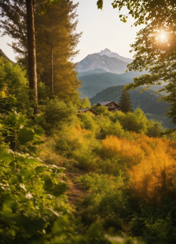 Sky, Plant, Ecoregion, Mountain, Natural Landscape, Larch