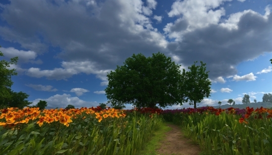 Small Bathroom Ideas, Cloud, Sky, Flower, Plant, People In Nature