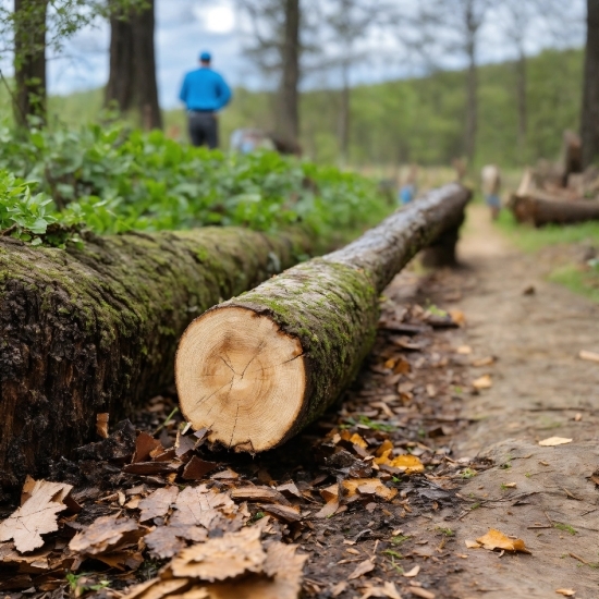 Ultra Hd Pictures, Wood, Branch, Natural Landscape, Logging, Trunk