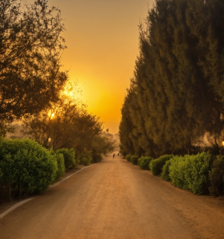 Vector Design Photoshop, Plant, Sky, Leaf, Nature, Road Surface