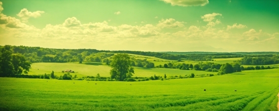 Vectr Editor, Cloud, Sky, Plant, Green, Natural Landscape