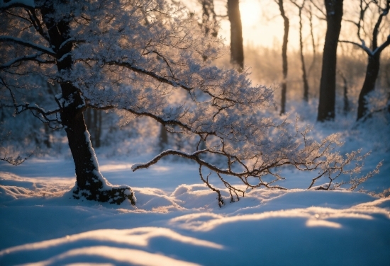 Visual Search, Atmosphere, Plant, Snow, Water, Wood