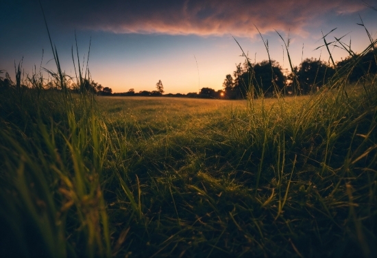 Wall Poster Price, Cloud, Sky, Atmosphere, Plant, Afterglow