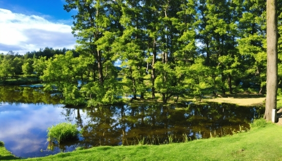 Water, Plant, Cloud, Natural Landscape, Tree, Lake