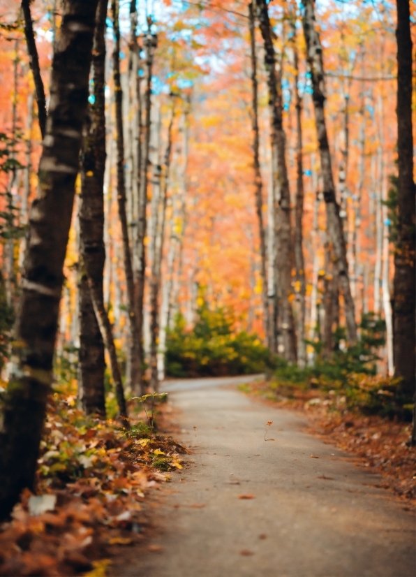 Web Based Photo Editor, Plant, Natural Landscape, Wood, Orange, Trunk