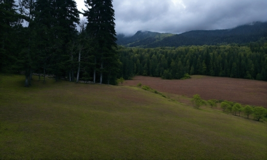 Web Designer, Cloud, Sky, Plant, Natural Landscape, Larch