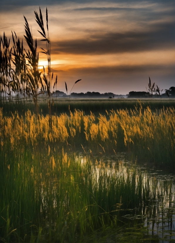 Xara Photo & Graphic Designer 9, Cloud, Water, Sky, Plant, Ecoregion