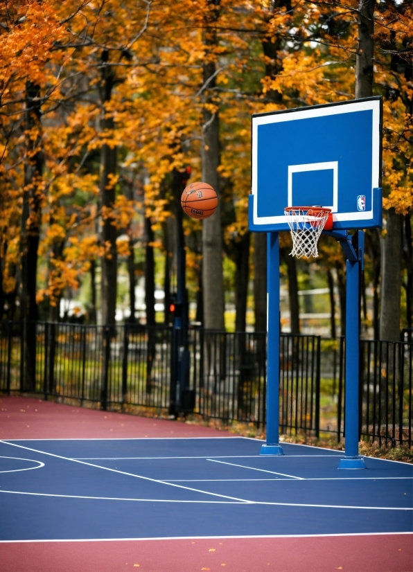 Fish Stock Images, Basketball, Plant, Nature, Basketball Hoop, Tree