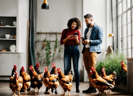 Free To Use Creative Commons Images, Jeans, Bird, Photograph, Chicken, Phasianidae