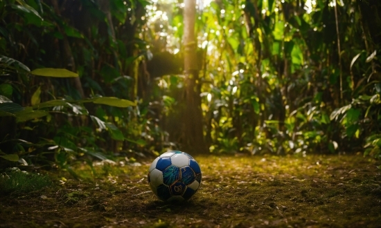 Naruto Hd Wallpaper 4k, Plant, Soccer, Ball, Wood, Terrestrial Plant