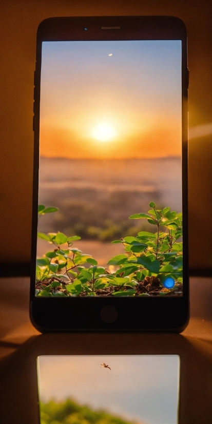 Sky, Plant, Flower, Light, Nature, Leaf